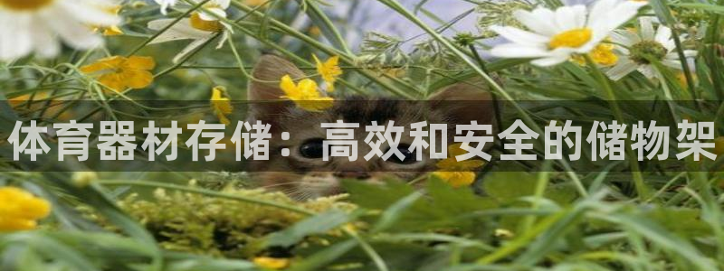 星欧娱乐平台过7O777：体育器材存储：高效和安全的储物架